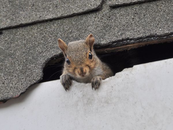 Kansas City Wildlife Removal