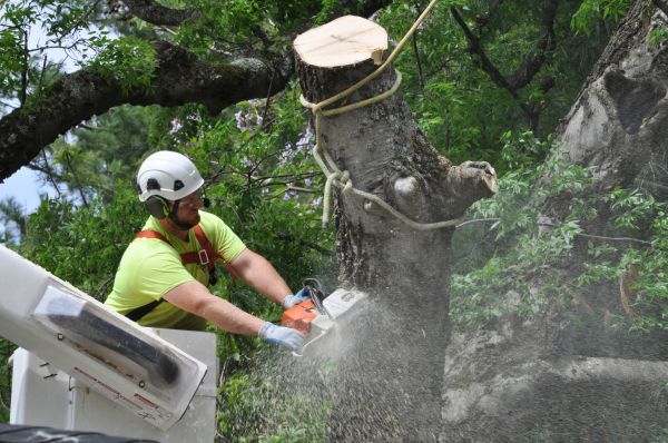 Kansas City Tree Trimming